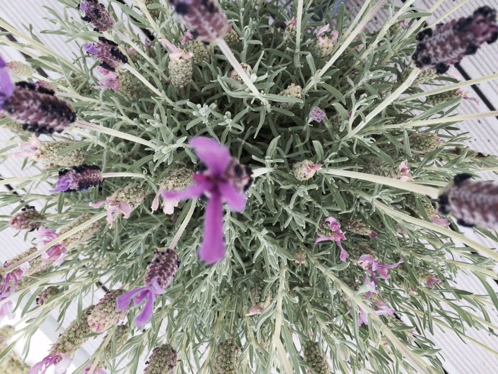 Lavendel